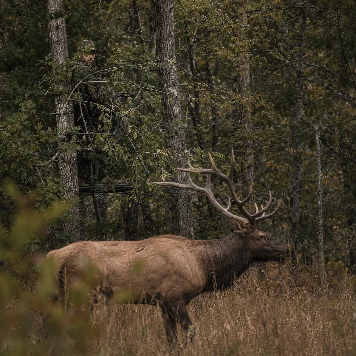 Ständer für einen Ast-Tarnschirm zur Jagd