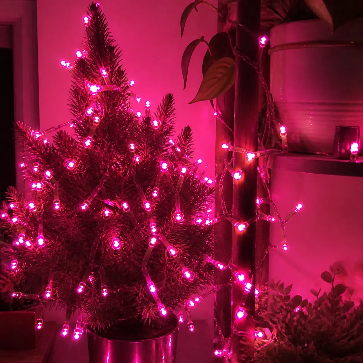 Pink lights on a tabletop tree