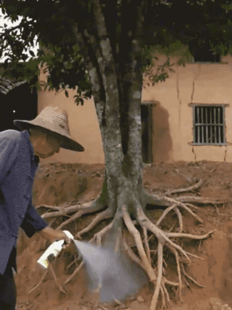 Special Spray Against Root Rot for Plants – Fast Elimination