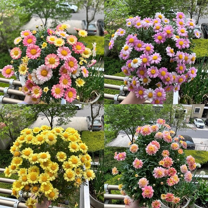 Flower seeds included
