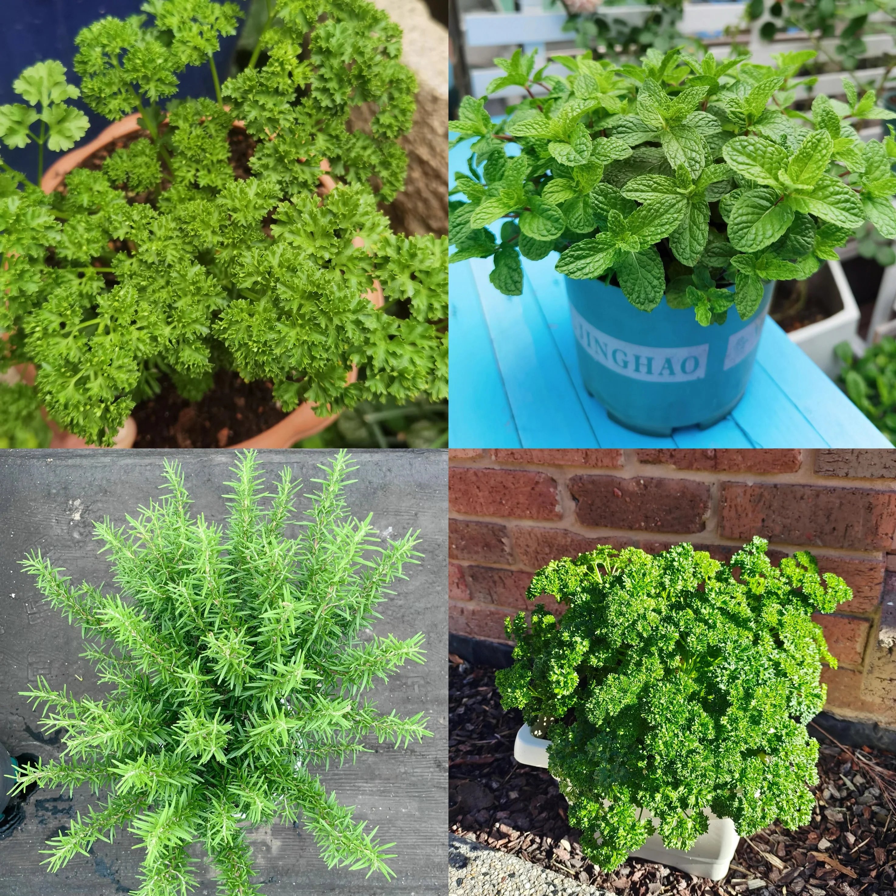 Herb seeds included