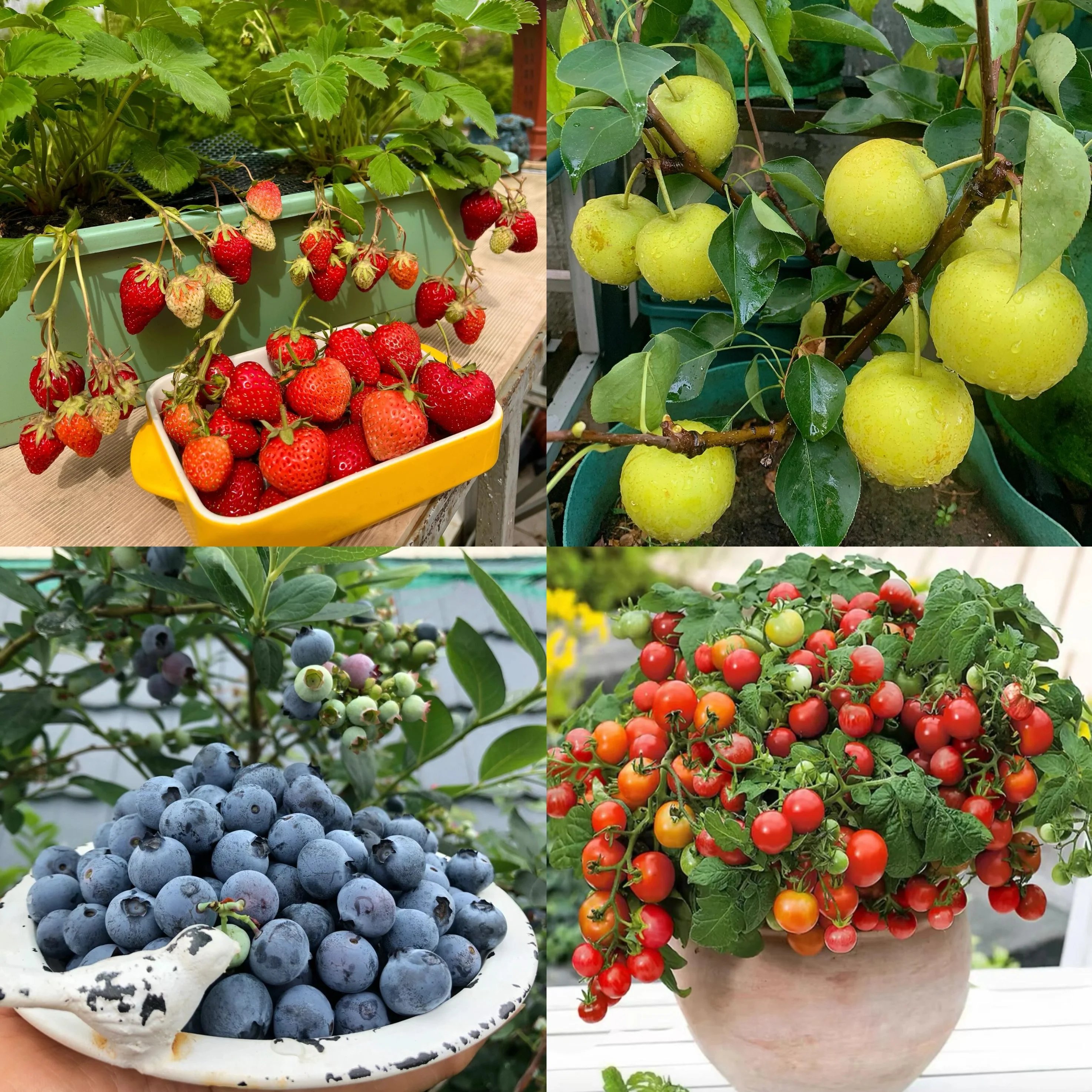 Fruit seeds included