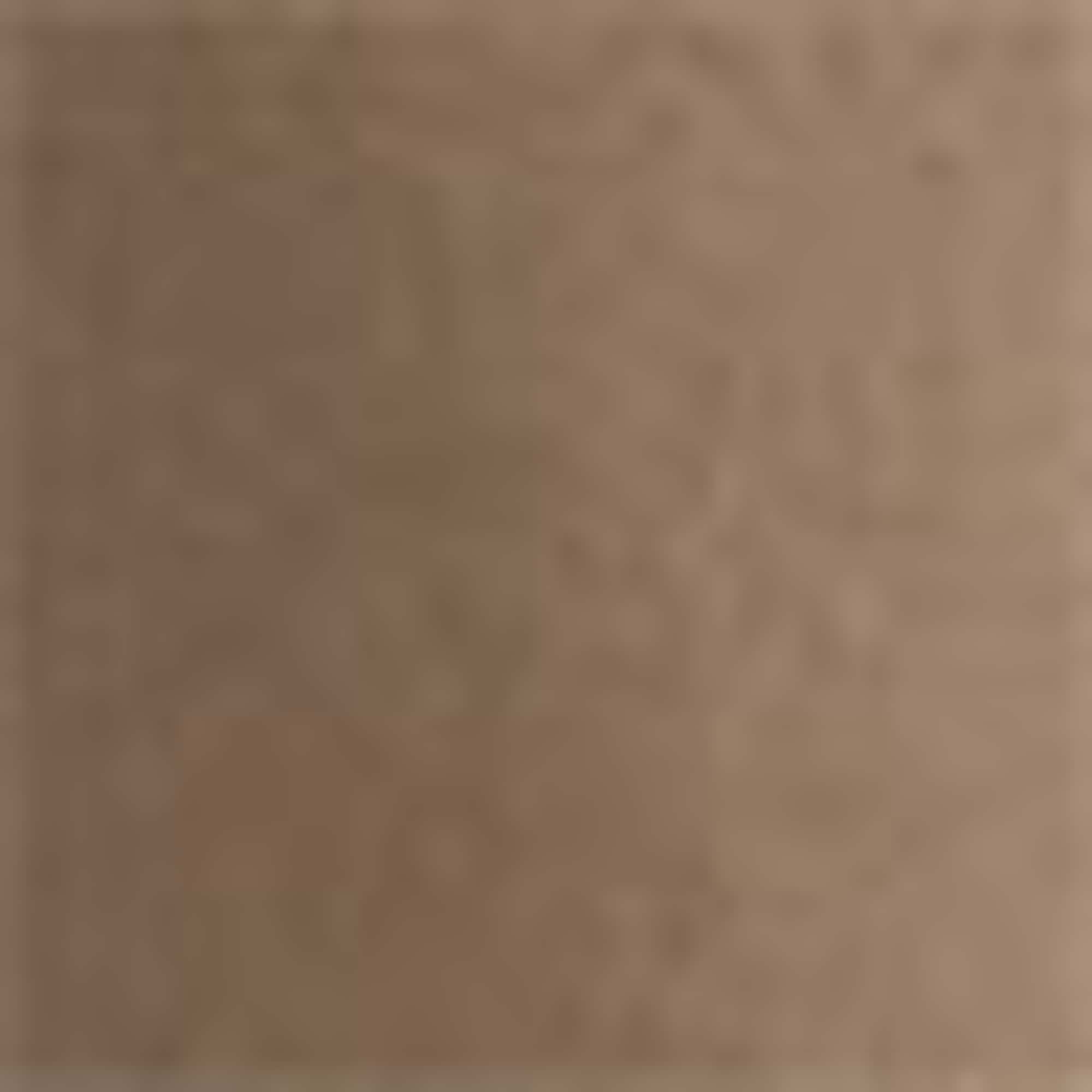 Cargo Bermuda shorts with belt brown