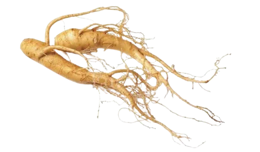 Panax Ginseng