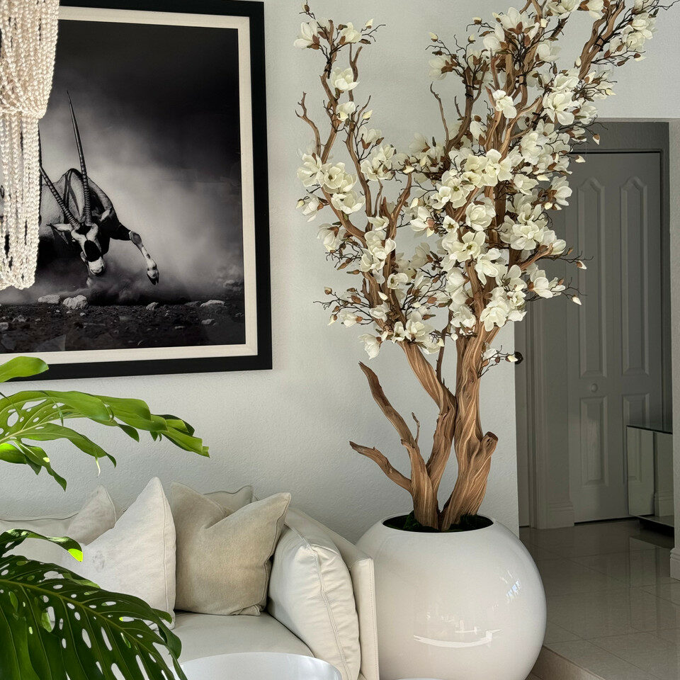 Most popular white magnolia tree in 30 glossy white globe planter