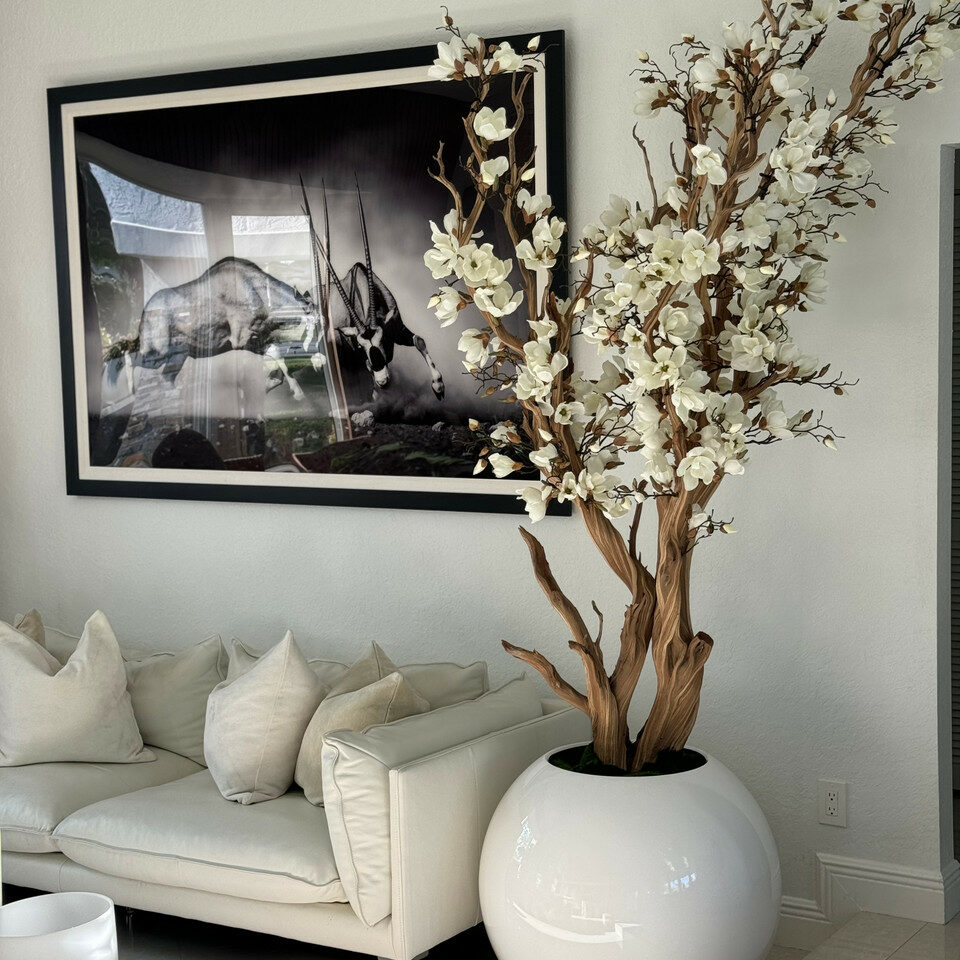 Most popular white magnolia tree in 30 glossy white globe planter