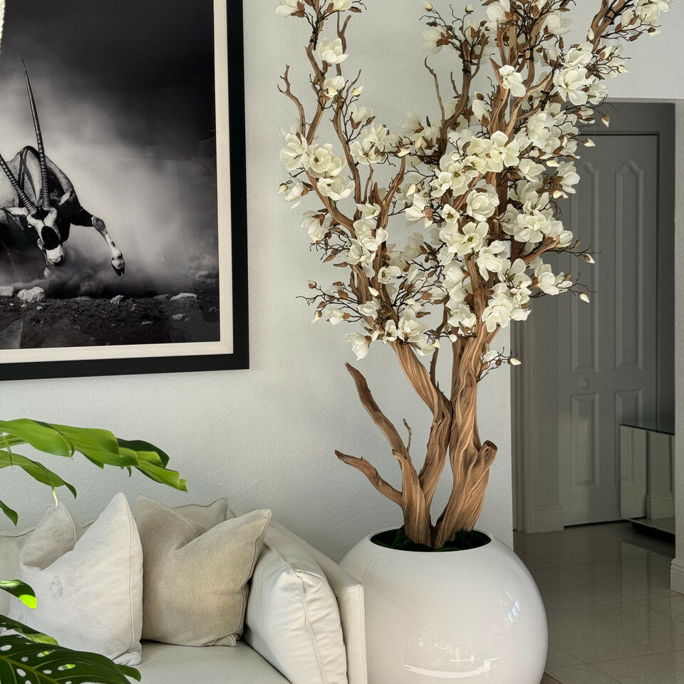 Most popular white magnolia tree in 30 glossy white globe planter