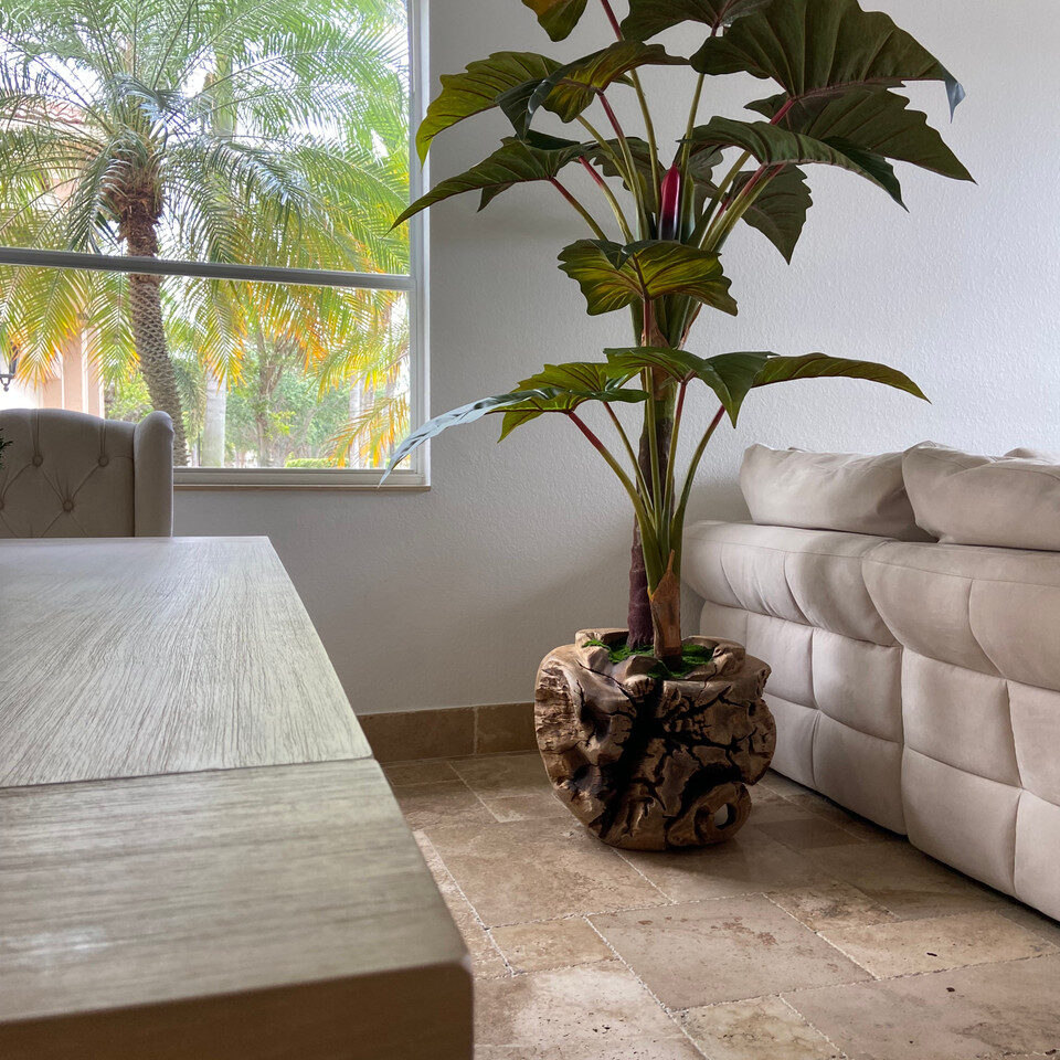 Oversized Teak Bowl with Alocacia Plant