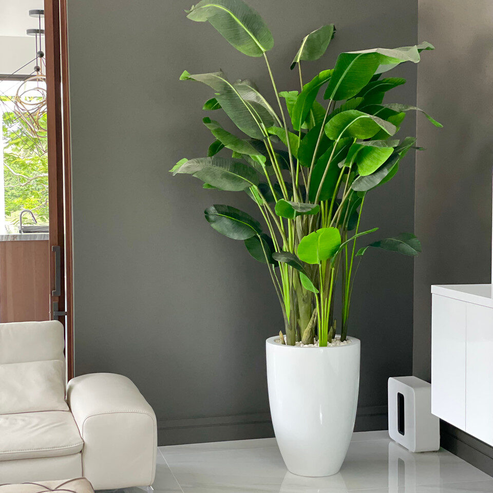 XL Bird of Paradise in XL Ben White Fiberglass Planter