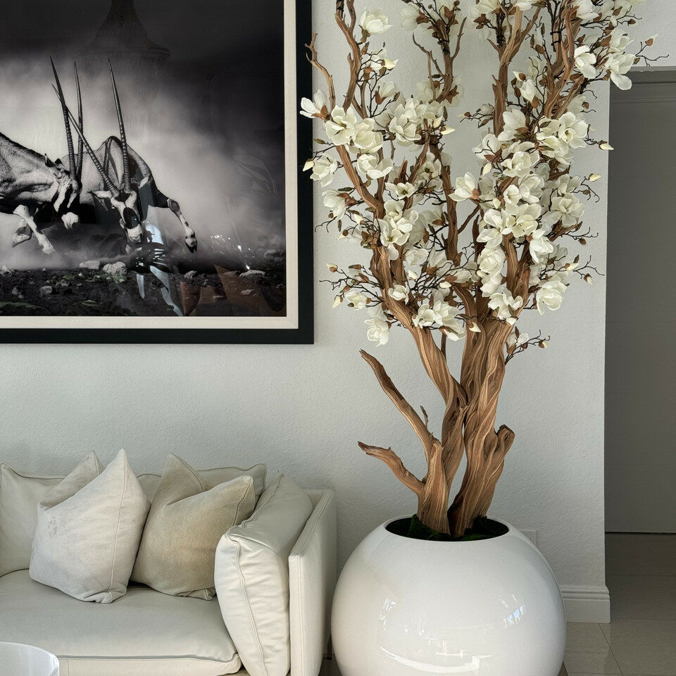 Most popular white magnolia tree in 30 glossy white globe planter