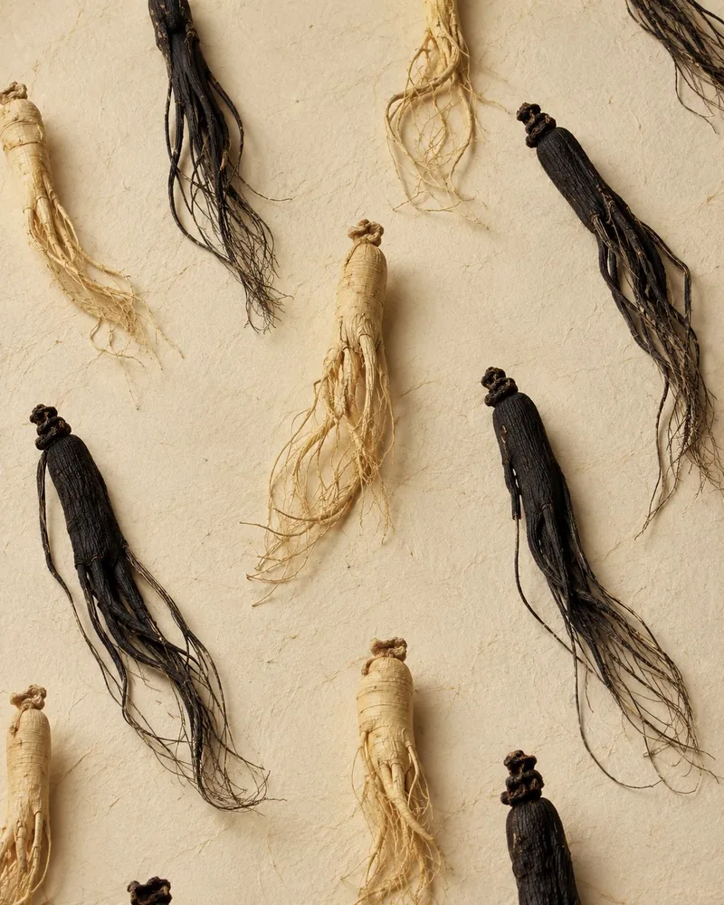 Rows of dried ginseng roots arranged on hanji paper