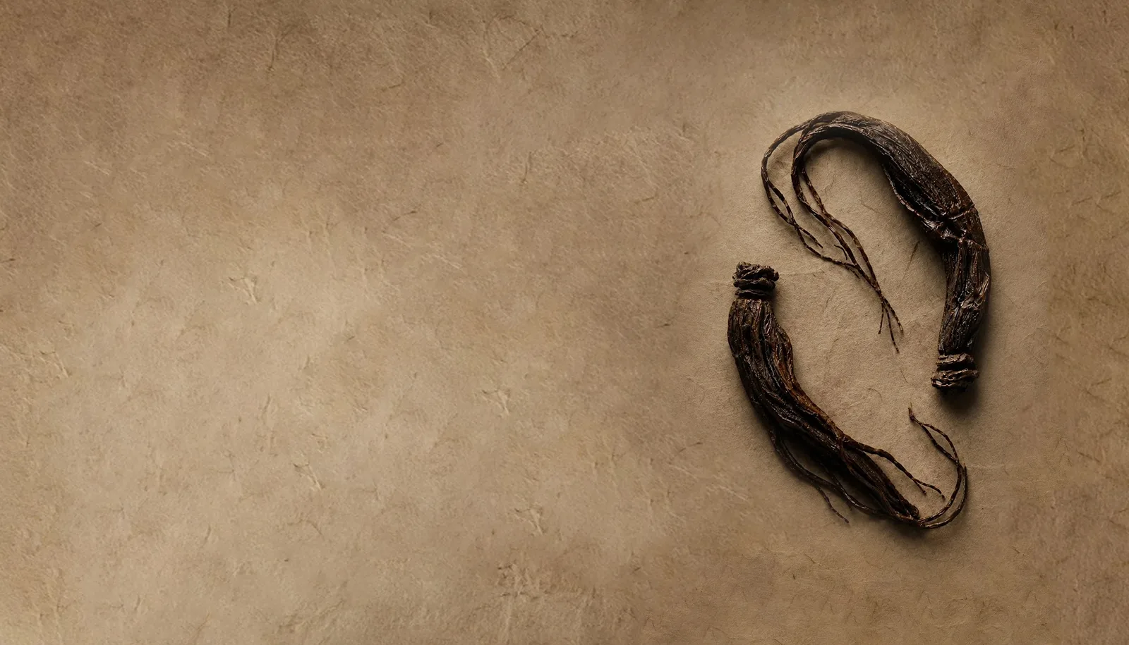 Two dried black ginseng roots laid on hanji paper