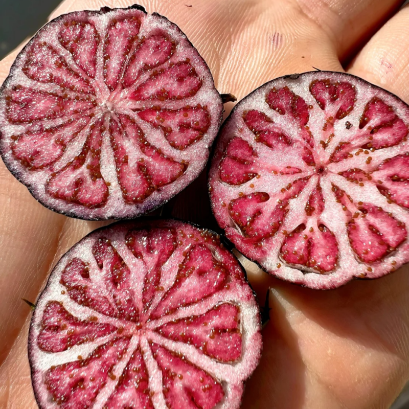 Červený ženšen 🍉Magické ovocie ako perly