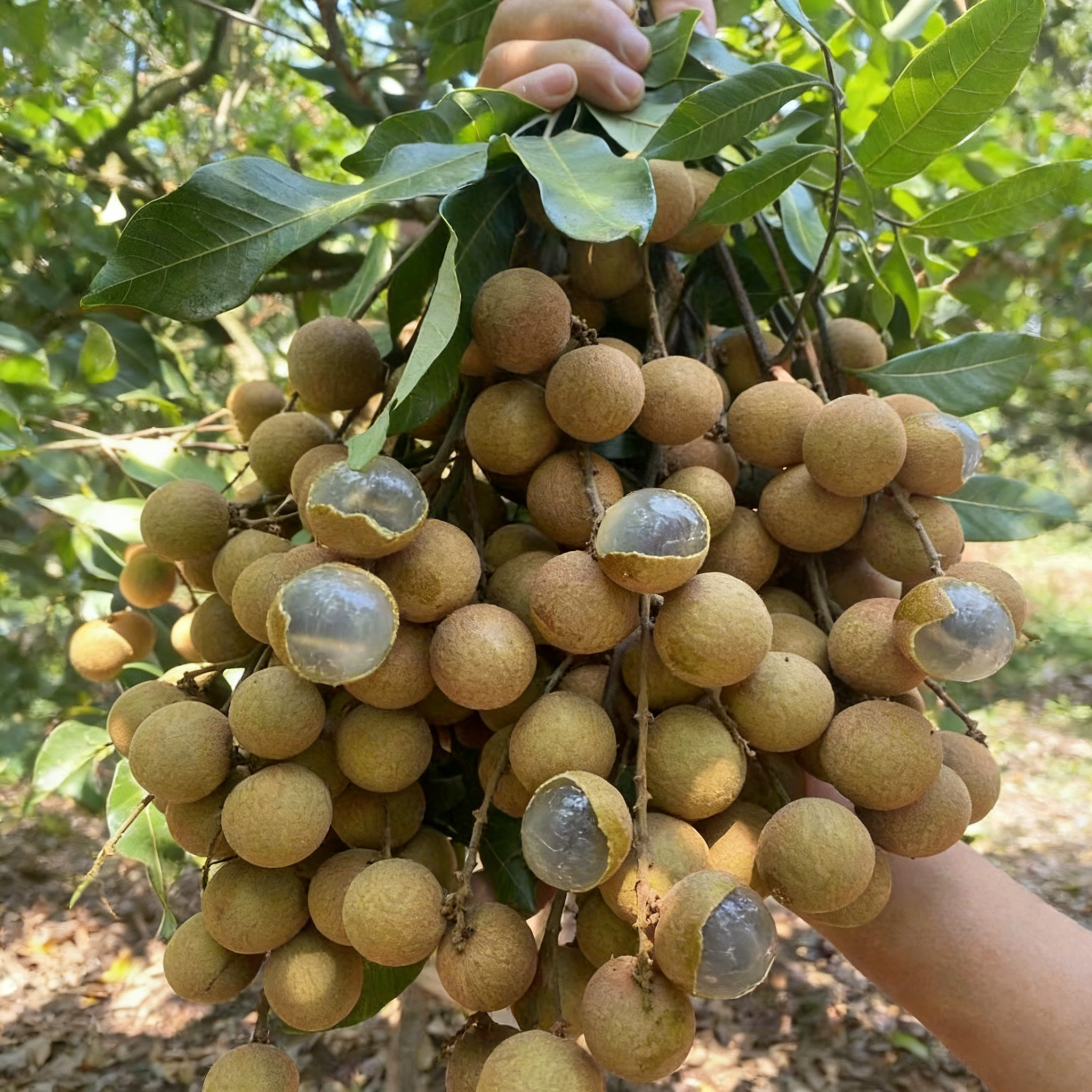 🍈Semená Longanu
