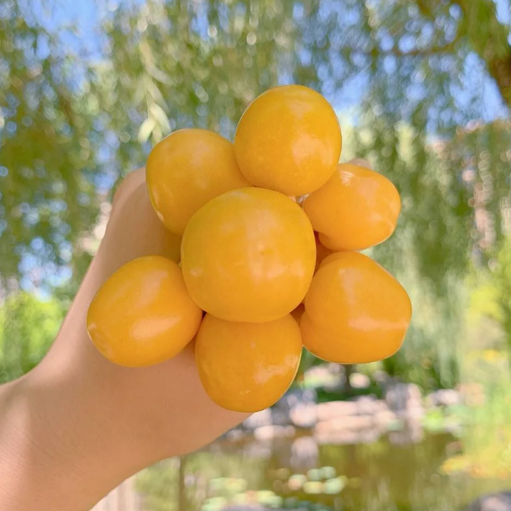 🍒Semená zlatých bobúľ Semená lampášového ovocia – zlaté ovocie