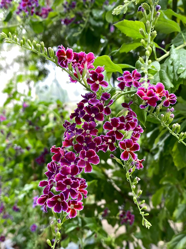 🌸Pridajte farebný akcent so zlatou kvapkou rosy – Duranta!