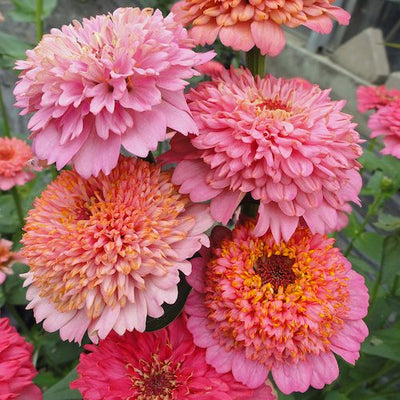 Zmes semien dahlia - dlhotrvajúca zmes