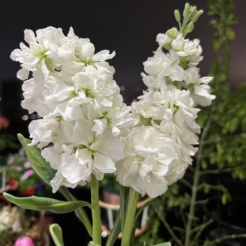 🌸Semená romantickej dvojitej fialky do záhrad a izbových rastlín - zľava 50%!