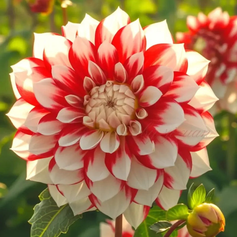 🌼Vzácne dvojité georgíny – výrazné kvety, ktoré bežné záhrady nikdy nemajú