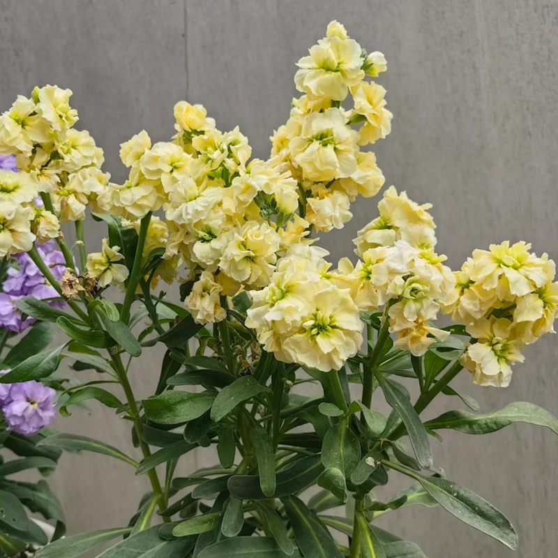 🌸Semená romantickej dvojitej fialky do záhrad a izbových rastlín - zľava 50%!