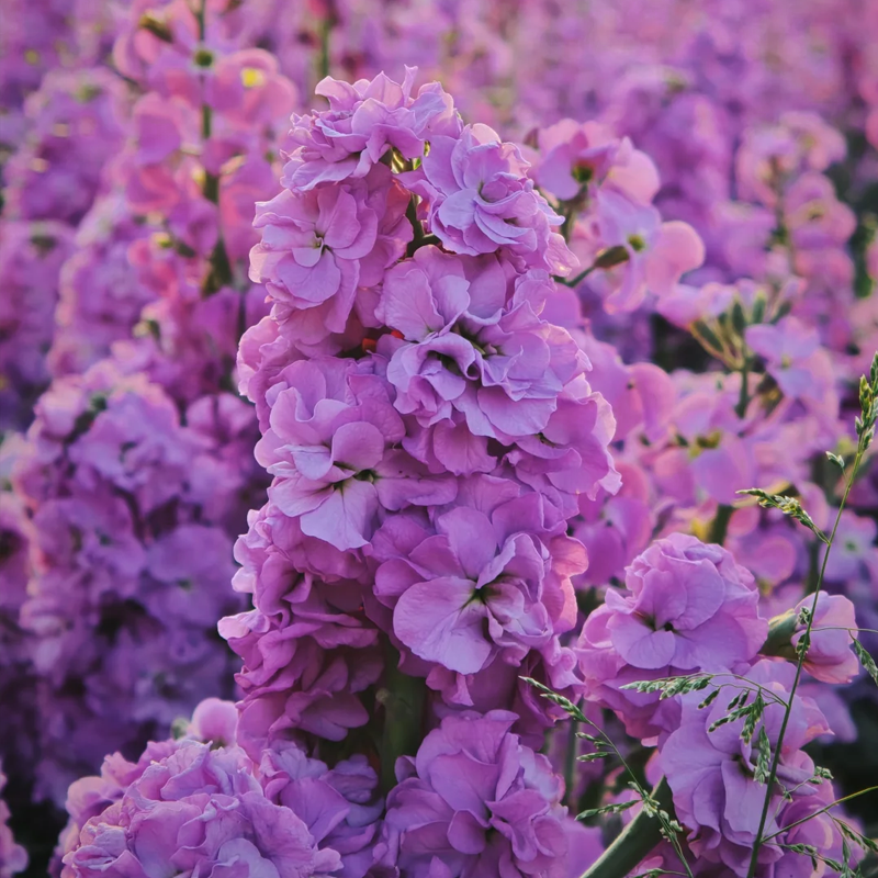 🌸Semená romantickej dvojitej fialky do záhrad a izbových rastlín - zľava 50%!