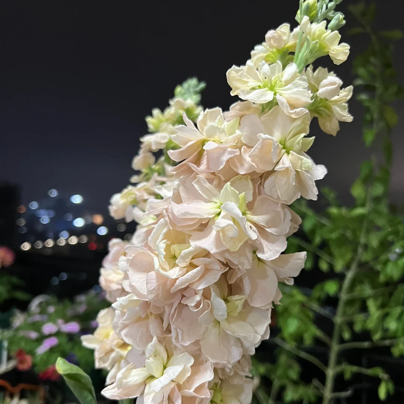 🌸Semená romantickej dvojitej fialky do záhrad a izbových rastlín - zľava 50%!