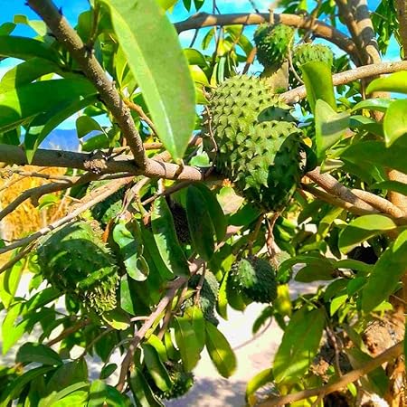 💥🌸 Semená organickej gravioly (soursop) – semená tropického ovocia bez GMO