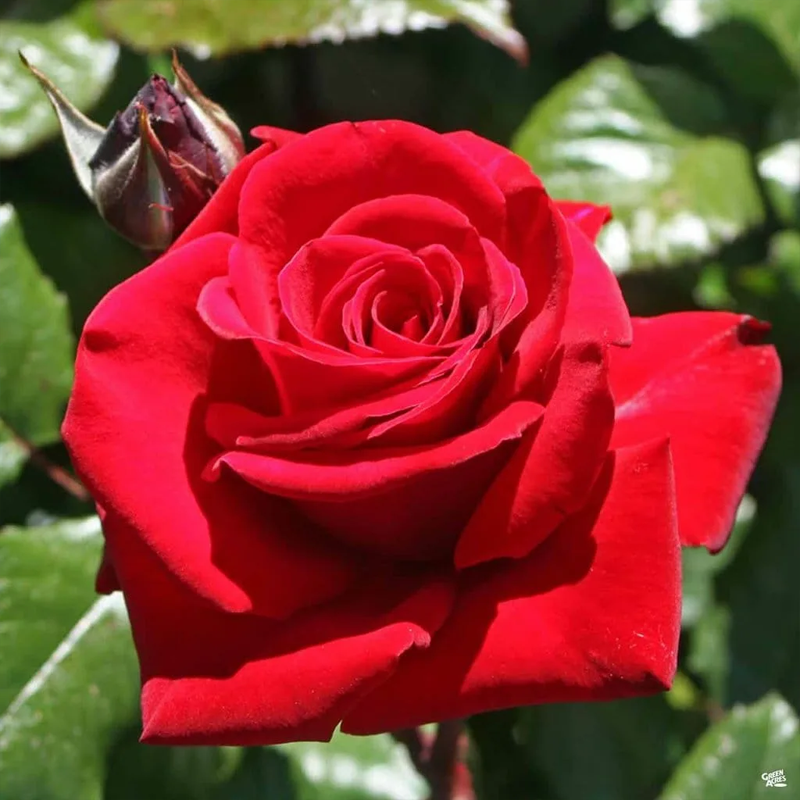 🌹 Summer Bloom Sale [60% OFF] – Rare Rose Seeds! 🌼