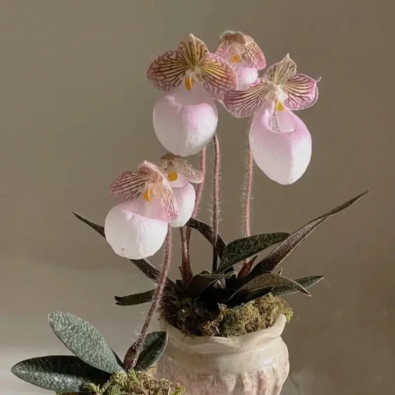 Zmiešané farebné semená vzácnej orchidey Slipper – úžasné spárované farby, ľahko sa pestujú v interiéri