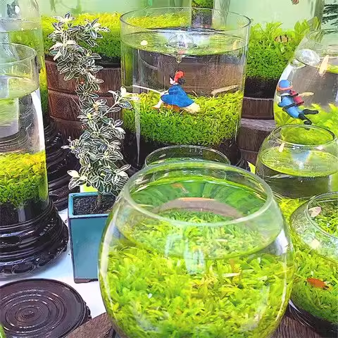🌿Семена за пречистване на въздуха в аквариума