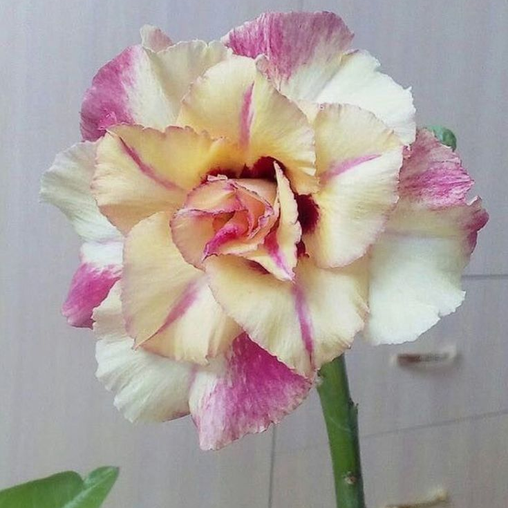 🎁Semená púštnej ruže🌵Super jednoduché pestovanie! 🌸Cibuľky púštnej ruže