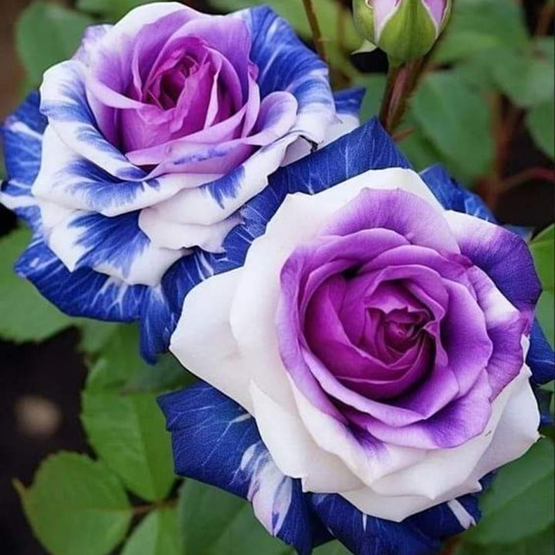 🌹 Summer Bloom Sale [60% OFF] – Rare Rose Seeds! 🌼