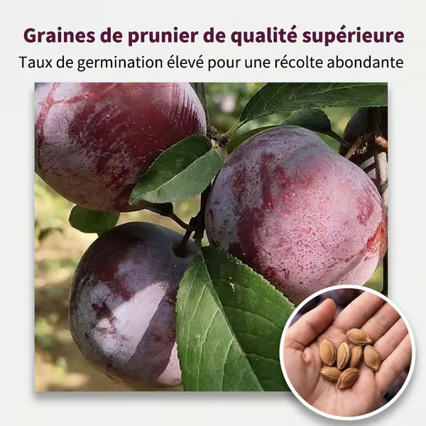 🍑Vrúbľované sadenice sliviek odrody dedičstvo, bez GMO - 50 semien