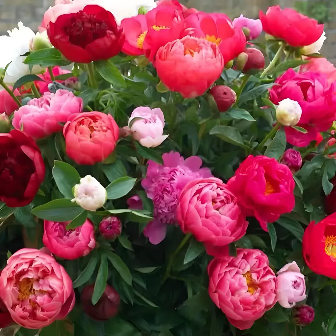 🌸 Pivonka šišková - odolná trvalka, popínavá rastlina pre vnútornú aj vonkajšiu krásu