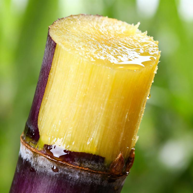 Štartovacia sada Sweet Harvest 🍃 Semená cukrovej trstiny