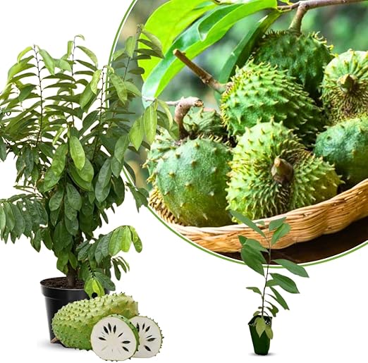 💥🌸 Semená organickej gravioly (soursop) – semená tropického ovocia bez GMO
