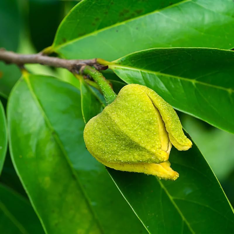 💥🌸 Semená organickej gravioly (soursop) – semená tropického ovocia bez GMO
