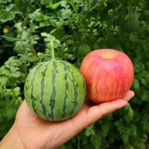 🍉Semena mini melounu – sladký a šťavnatý