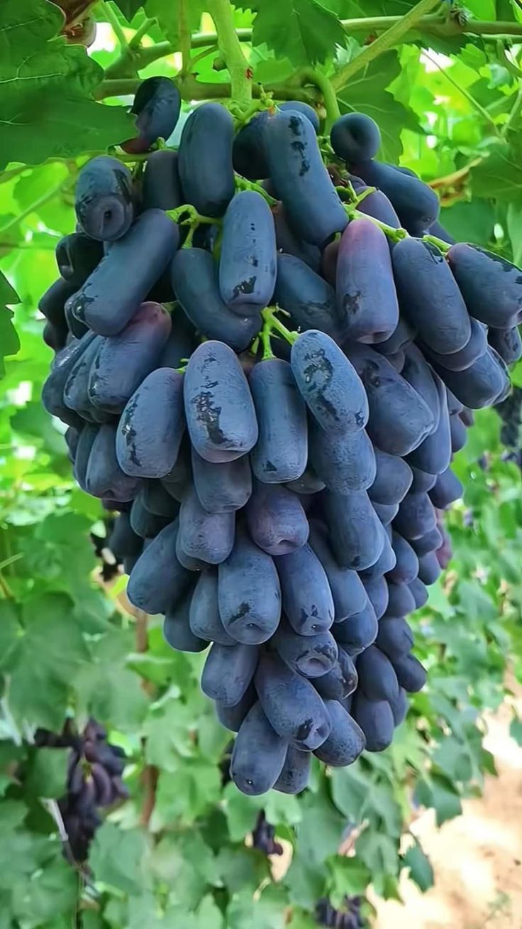 🍇 Zafírové hroznové semienka — zázrak v tvare prsta
