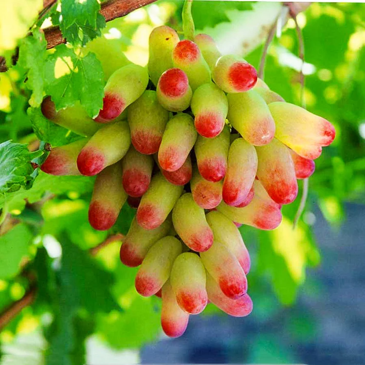 🍇 Zafírové hroznové semienka — zázrak v tvare prsta