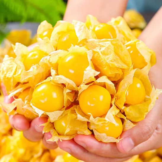🍒Semená zlatých bobúľ Semená lampášového ovocia – zlaté ovocie
