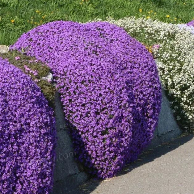 📣Optimálna pôdopokryvná rastlina✨Semená plazivého tymianu