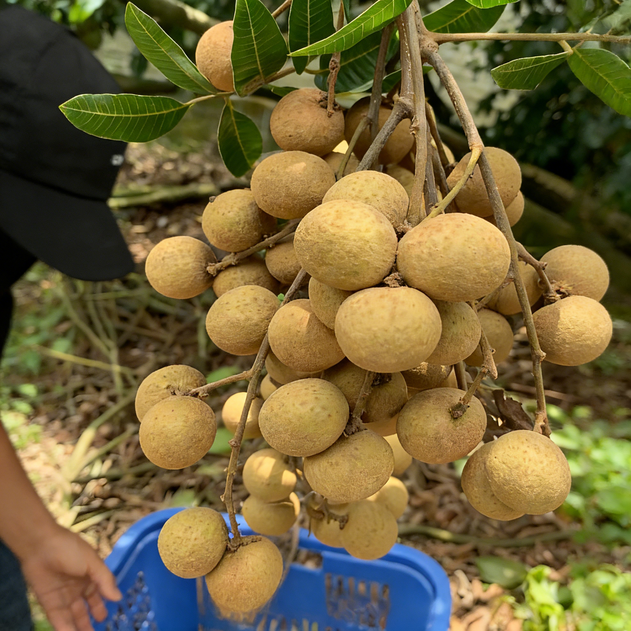 🍈Semená Longanu