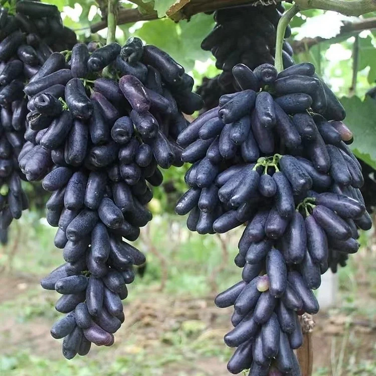 🍇 Zafírové hroznové semienka — zázrak v tvare prsta