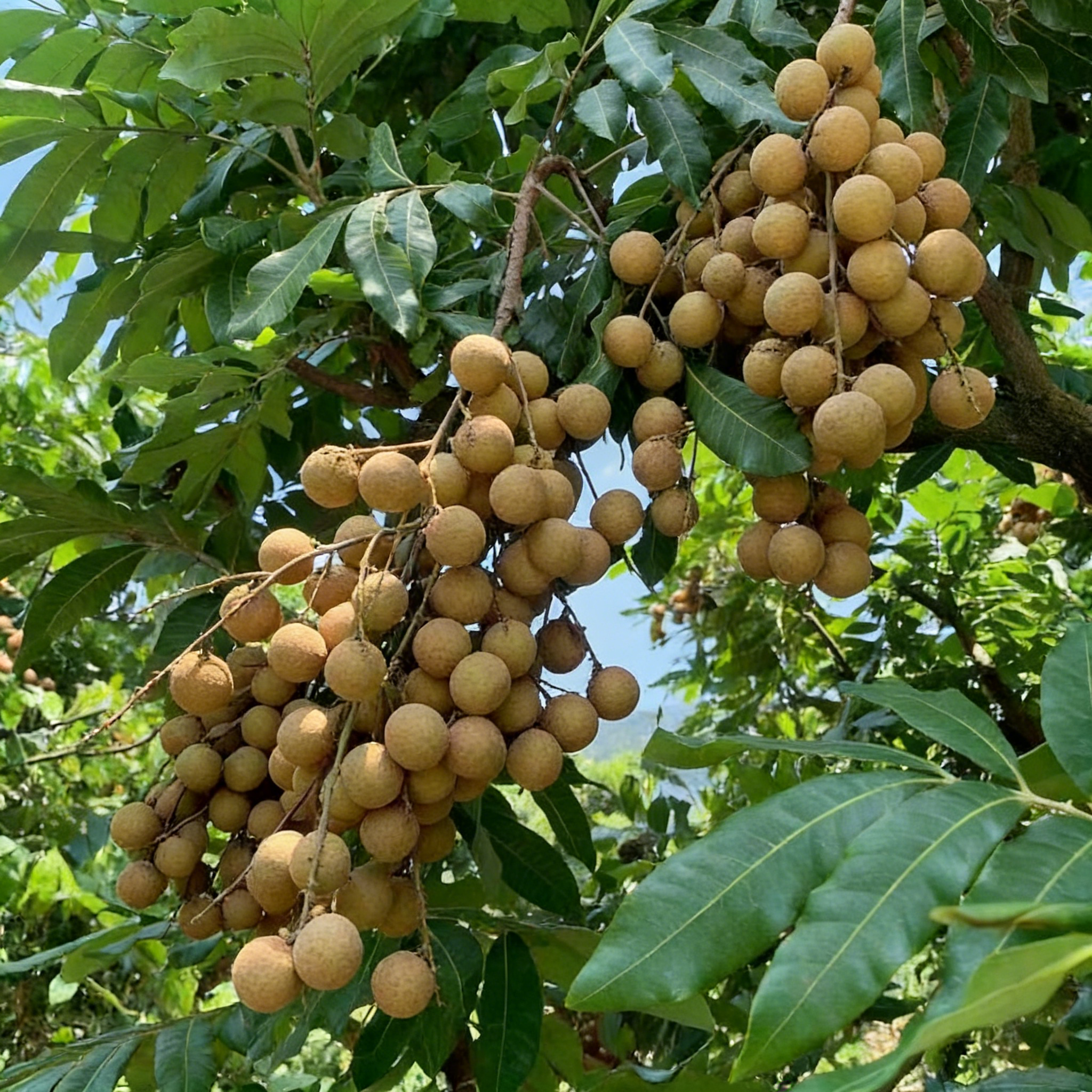 🍈Semená Longanu