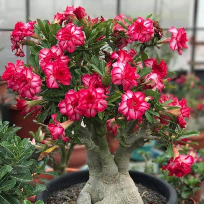 🎁Semená púštnej ruže🌵Super jednoduché pestovanie! 🌸Cibuľky púštnej ruže