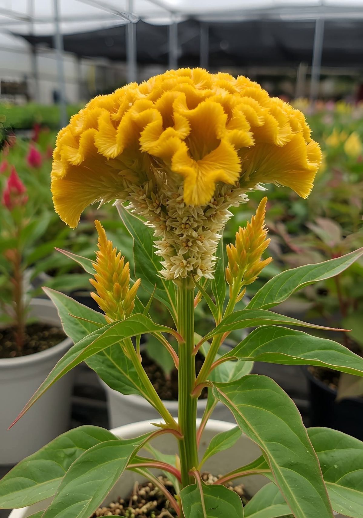 🔥Flame Bloom Čerstvý kohúti hrebeň