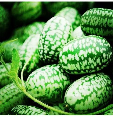 RARE SEEDS THUMB WATERMELON SEEDS-Plantjoyfarm-Fruit Seeds