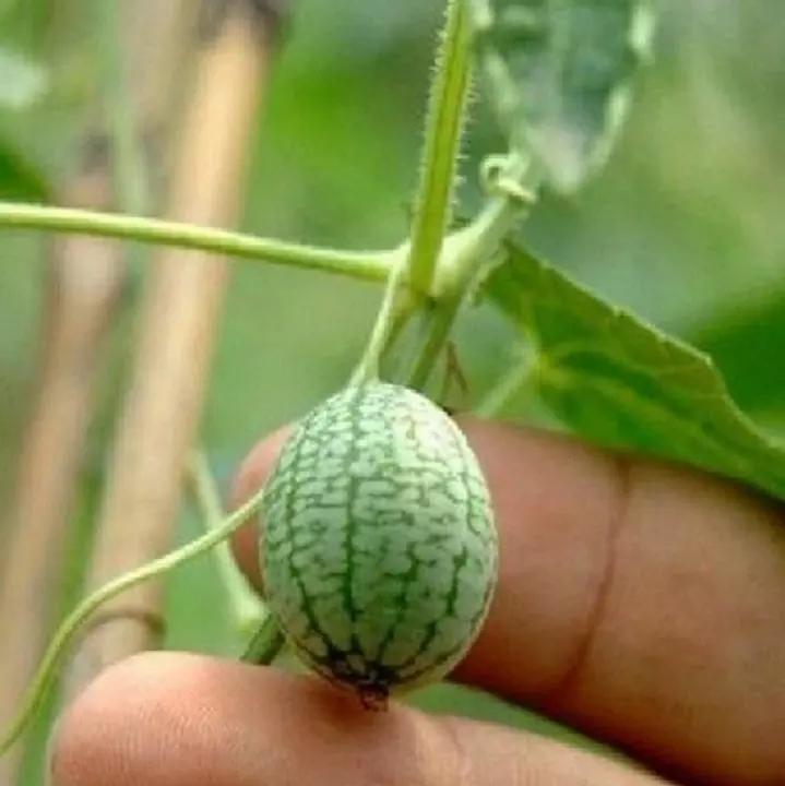 RARE SEEDS THUMB WATERMELON SEEDS-Plantjoyfarm-Fruit Seeds