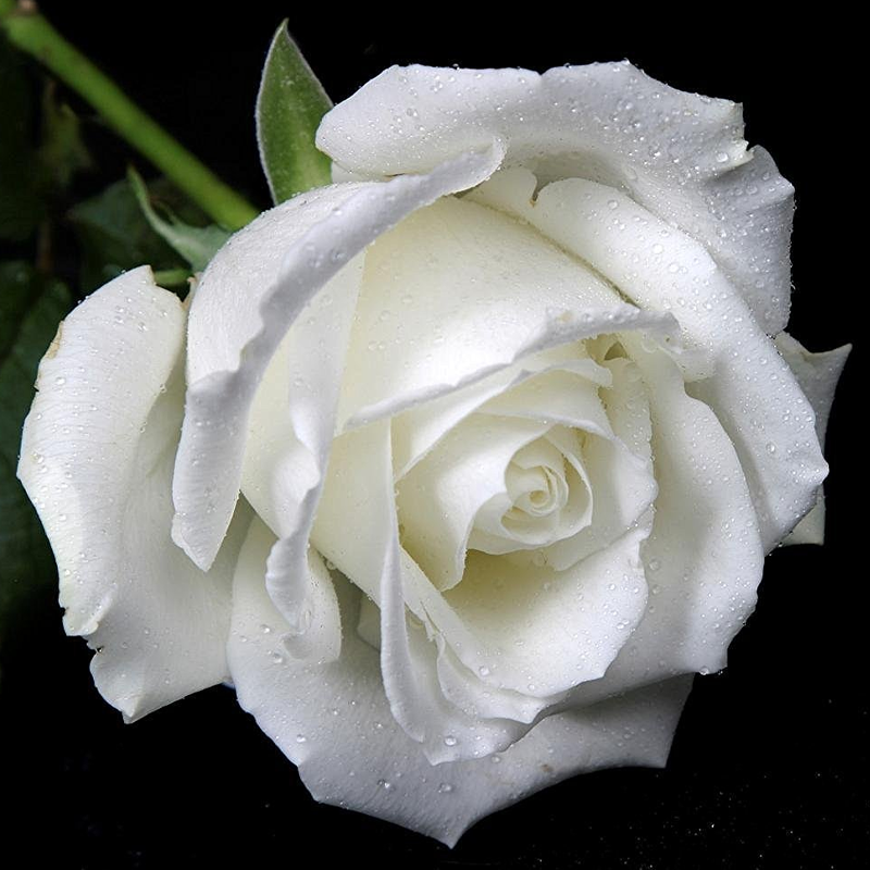 🌹 Summer Bloom Sale [60% OFF] – Rare Rose Seeds! 🌼